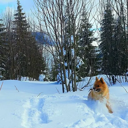Tiny House Lavender Podturen